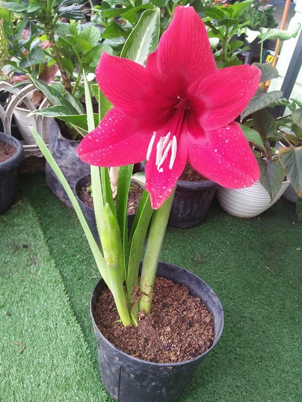 Bunga Amarilys Warna Merah ukuran 20-40cm (hippeastrum)Deawas Siap Berbunga - Gambar 2