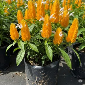 Gemini_Generated_Image_a7neu7a7neu7a7ne_600x600