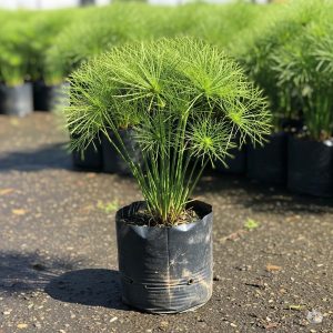 Gemini_Generated_Image_drcyfhdrcyfhdrcy_600x600