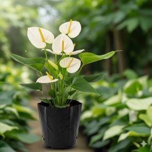 Gemini_Generated_Image_x5ydmex5ydmex5yd_600x600