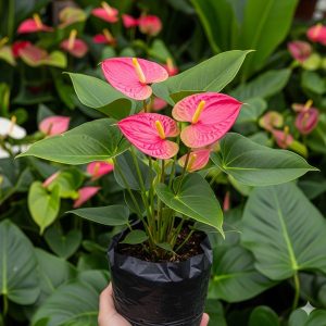 Gemini_Generated_Image_y8zdv3y8zdv3y8zd_600x600