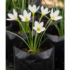 Gemini_Generated_Image_ychc6oychc6oychc_600x600