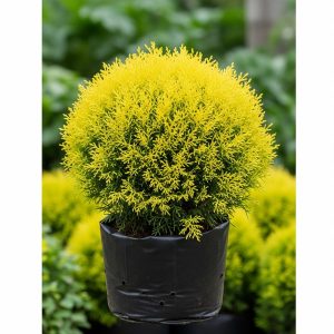 Gemini_Generated_Image_z9bz0yz9bz0yz9bz_600x600