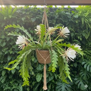 Gemini_Generated_Image_zamfo6zamfo6zamf_600x600