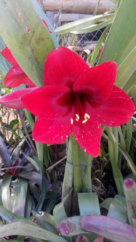 Bunga Amarilys Warna Merah ukuran 20-40cm (hippeastrum)Deawas Siap Berbunga - Gambar 4