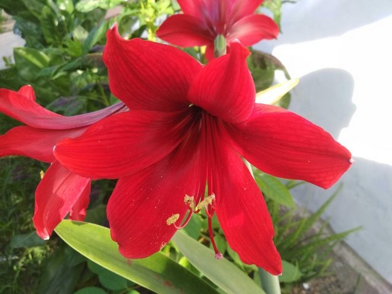 Bunga Amarilys Warna Merah ukuran 20-40cm (hippeastrum)Deawas Siap Berbunga - Gambar 3